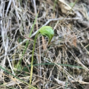 Pterostylis nutans at Bournda, NSW - 17 Sep 2017