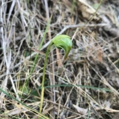 Pterostylis nutans (Nodding Greenhood) at Bournda Environment Education Centre - 17 Sep 2017 by AaronClausen