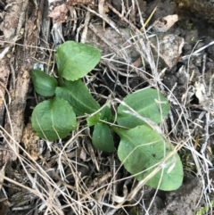 Pterostylis nutans at Bournda, NSW - 17 Sep 2017