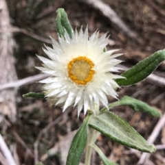 Coronidium elatum subsp. elatum (Tall Everlasting) at Bournda, NSW - 17 Sep 2017 by AaronClausen
