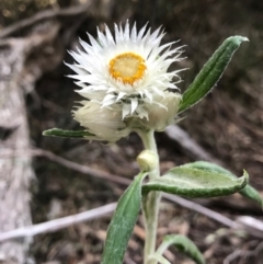 Coronidium elatum subsp. elatum at Bournda, NSW - 17 Sep 2017