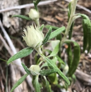 Coronidium elatum subsp. elatum at Bournda, NSW - 17 Sep 2017