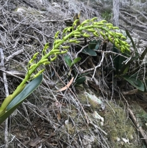 Thelychiton speciosa at Bournda, NSW - 17 Sep 2017