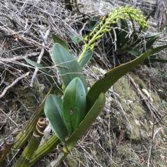 Thelychiton speciosa at Bournda, NSW - 17 Sep 2017