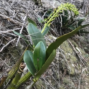 Thelychiton speciosa at Bournda, NSW - 17 Sep 2017