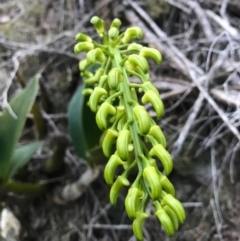 Dendrobium speciosum at Bournda, NSW - suppressed