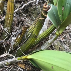 Thelychiton speciosa at Bournda, NSW - 17 Sep 2017