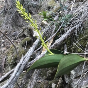 Dendrobium speciosum at Bournda, NSW - 17 Sep 2017