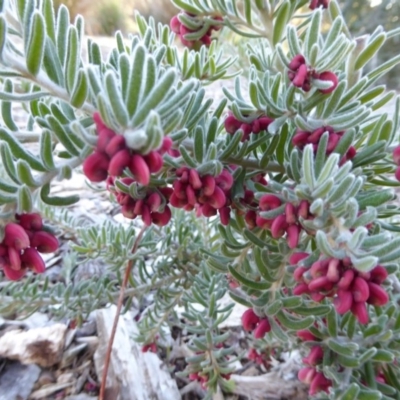 Grevillea lanigera (Woolly Grevillea) at Molonglo Valley, ACT - 2 Aug 2017 by AndyRussell