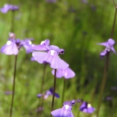 Utricularia dichotoma (Fairy Aprons, Purple Bladderwort) at Goorooyarroo NR (ACT) - 6 Nov 2016 by ArcherCallaway