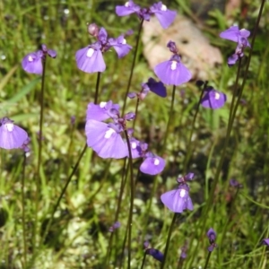 Utricularia dichotoma at Goorooyarroo NR (ACT) - 6 Nov 2016