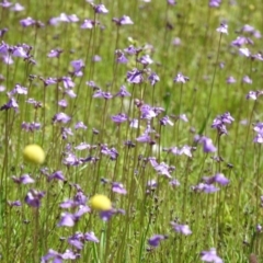 Utricularia dichotoma at Goorooyarroo NR (ACT) - 6 Nov 2016