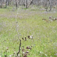 Utricularia dichotoma at Goorooyarroo NR (ACT) - 6 Nov 2016 11:14 AM