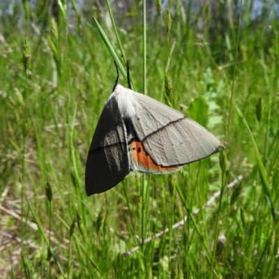 Gastrophora henricaria (Fallen-bark Looper, Beautiful Leaf Moth) at Goorooyarroo NR (ACT) - 6 Nov 2016 by RyuCallaway