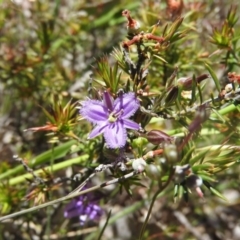 Thysanotus patersonii (Twining Fringe Lily) at Goorooyarroo NR (ACT) - 6 Nov 2016 by ArcherCallaway