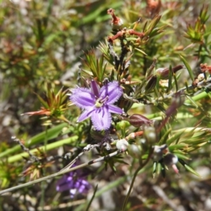 Thysanotus patersonii at Goorooyarroo NR (ACT) - 6 Nov 2016 11:23 AM