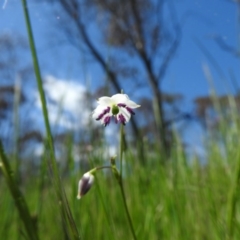 Arthropodium minus (Small Vanilla Lily) at Goorooyarroo NR (ACT) - 6 Nov 2016 by ArcherCallaway