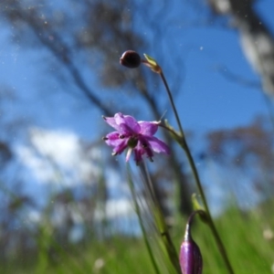 Arthropodium minus at Goorooyarroo NR (ACT) - 6 Nov 2016