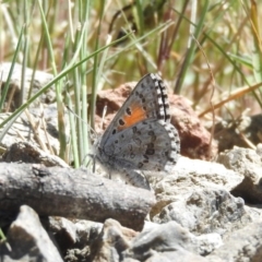 Lucia limbaria (Chequered Copper) at Goorooyarroo NR (ACT) - 6 Nov 2016 by ArcherCallaway