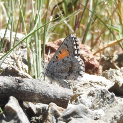 Lucia limbaria (Chequered Copper) at Goorooyarroo NR (ACT) - 6 Nov 2016 by ArcherCallaway