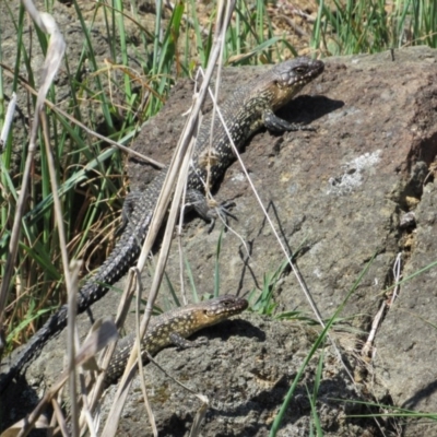 Egernia cunninghami (Cunningham's Skink) at Yass, NSW - 17 Sep 2017 by KShort