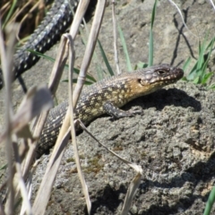 Egernia cunninghami at Yass, NSW - 17 Sep 2017