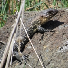 Egernia cunninghami at Yass, NSW - 17 Sep 2017