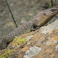 Egernia cunninghami (Cunningham's Skink) at Yass, NSW - 17 Sep 2017 by KShort