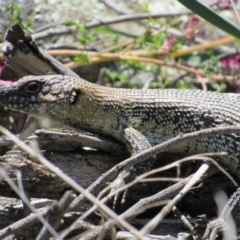 Egernia cunninghami at Yass, NSW - 17 Sep 2017