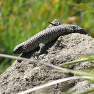 Egernia cunninghami at Yass, NSW - 17 Sep 2017