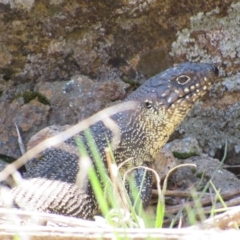 Egernia cunninghami (Cunningham's Skink) at Yass, NSW - 17 Sep 2017 by KShort