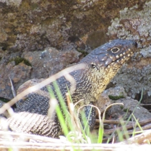 Egernia cunninghami at Yass, NSW - 17 Sep 2017