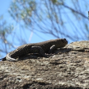 Egernia cunninghami at Yass, NSW - 17 Sep 2017 11:55 AM