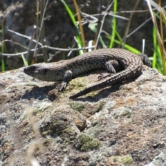 Egernia cunninghami (Cunningham's Skink) at Yass, NSW - 17 Sep 2017 by KShort