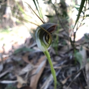 Pterostylis pedunculata at Paddys River, ACT - 17 Sep 2017