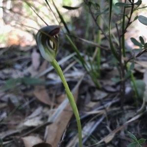 Pterostylis pedunculata at Paddys River, ACT - 17 Sep 2017