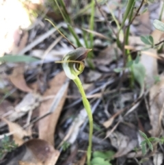 Pterostylis pedunculata at Paddys River, ACT - 17 Sep 2017