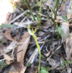 Pterostylis pedunculata at Paddys River, ACT - suppressed