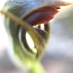 Pterostylis pedunculata at Paddys River, ACT - suppressed