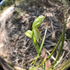 Bunochilus sp. (Leafy Greenhood) at Tharwa, ACT - 17 Sep 2017 by JasonC