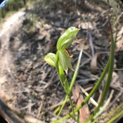 Bunochilus sp. (Leafy Greenhood) at Tharwa, ACT - 17 Sep 2017 by JasonC