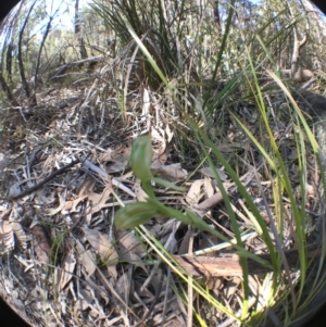 Bunochilus sp. at Tharwa, ACT - suppressed