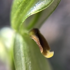 Bunochilus sp. at Tharwa, ACT - suppressed