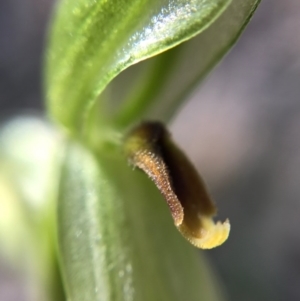 Bunochilus sp. at Tharwa, ACT - suppressed