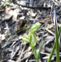 Bunochilus sp. at Tharwa, ACT - suppressed