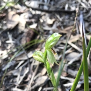 Bunochilus sp. at Tharwa, ACT - suppressed