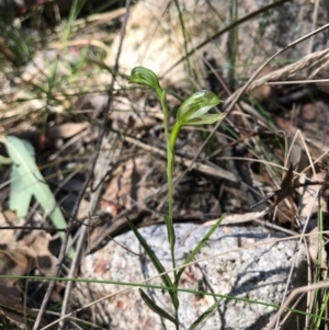 Bunochilus sp. at Paddys River, ACT - suppressed