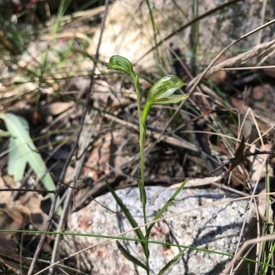 Bunochilus sp. (Leafy Greenhood) at Paddys River, ACT - 17 Sep 2017 by JasonC