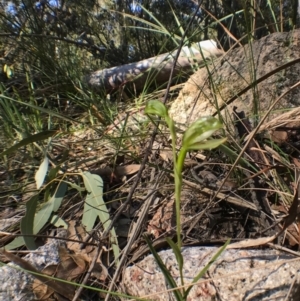 Bunochilus sp. at Paddys River, ACT - suppressed