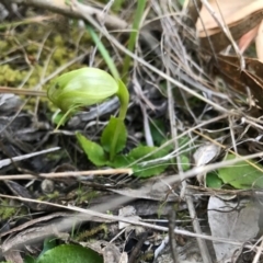 Pterostylis nutans (Nodding Greenhood) at Paddys River, ACT - 17 Sep 2017 by JasonC
